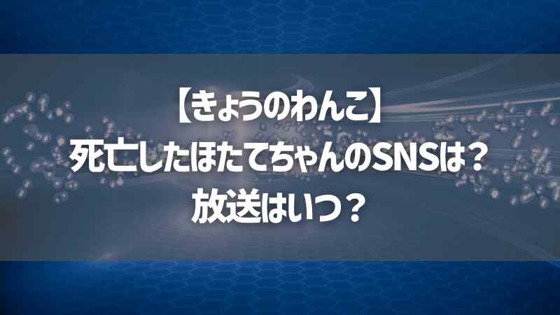 【きょうのわんこ】死亡したほたてちゃんのSNSは？放送はいつ？